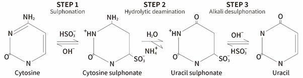 Conversion von nichtmethyliertem Cytosin in 